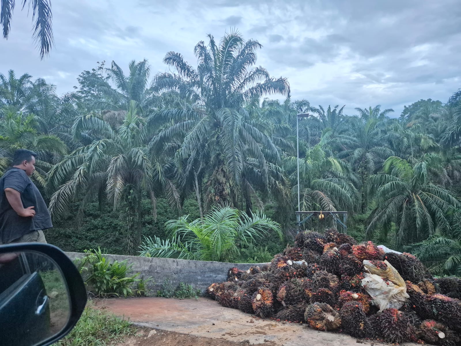 Serangkaian kegiatan kunjungan BUMNag Madani ke Unit Kebun Koperasi Produsen Madani