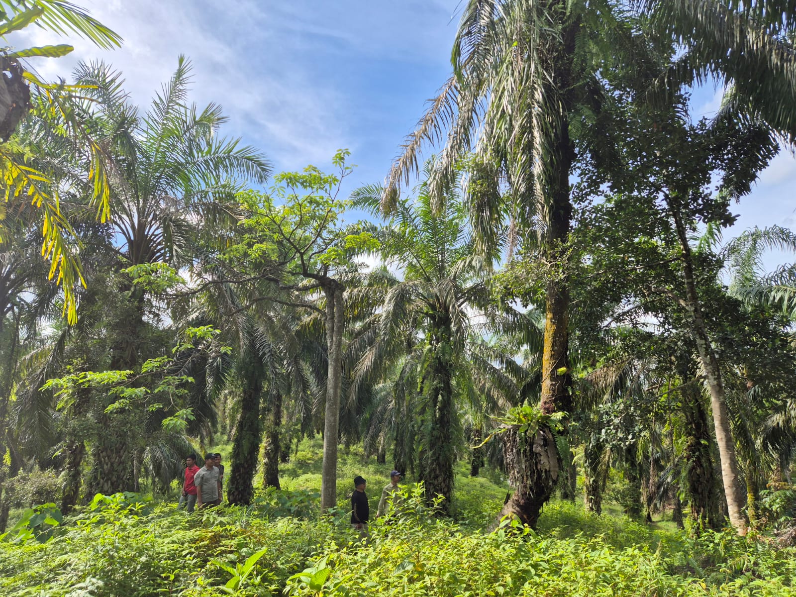 Serangkaian kegiatan kunjungan BUMNag Madani ke Unit Kebun Koperasi Produsen Madani