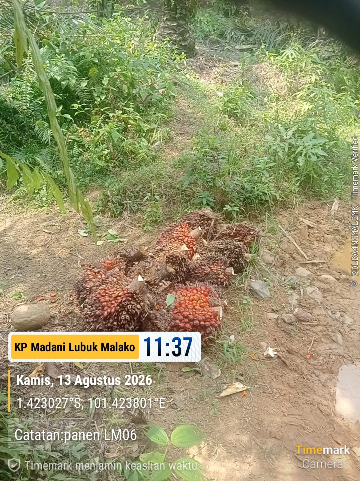 Kegiatan produksi di Kebun Sawit Koperasi Produsen Madani, Pengiriman Trip Kedua TBS Berangkat Kamis 13 Agustus 2026