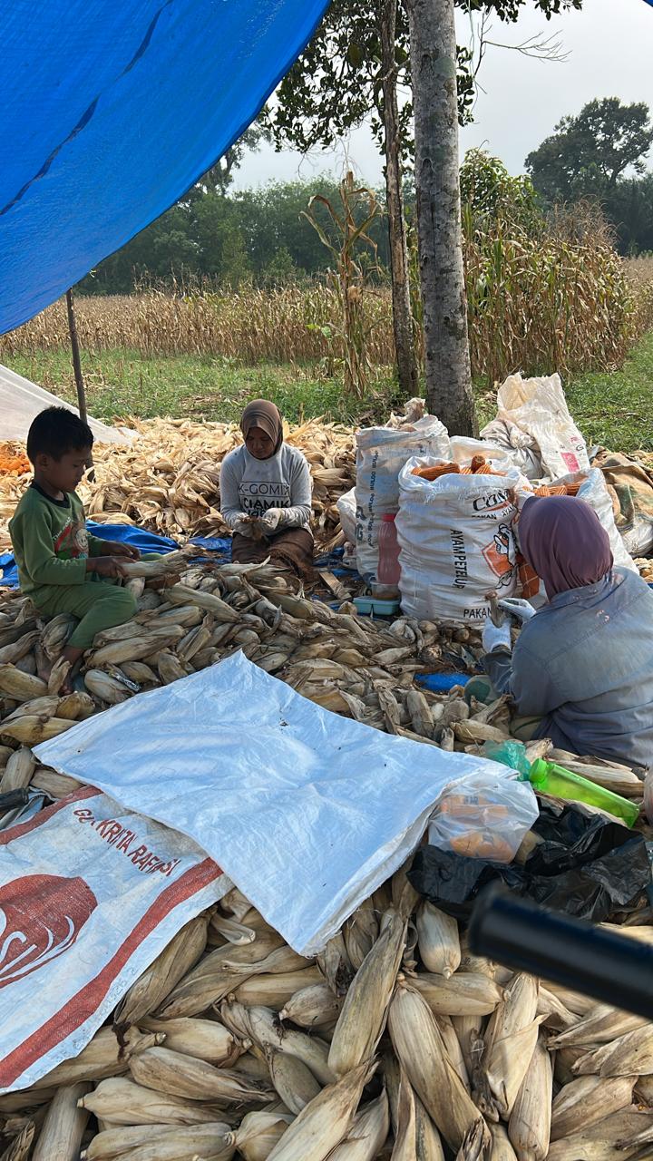 Program Ketapang Budidaya Jagung BUMNag Madani Bersama Petani Lubuk Malako Tahap 3 Mulai Panen