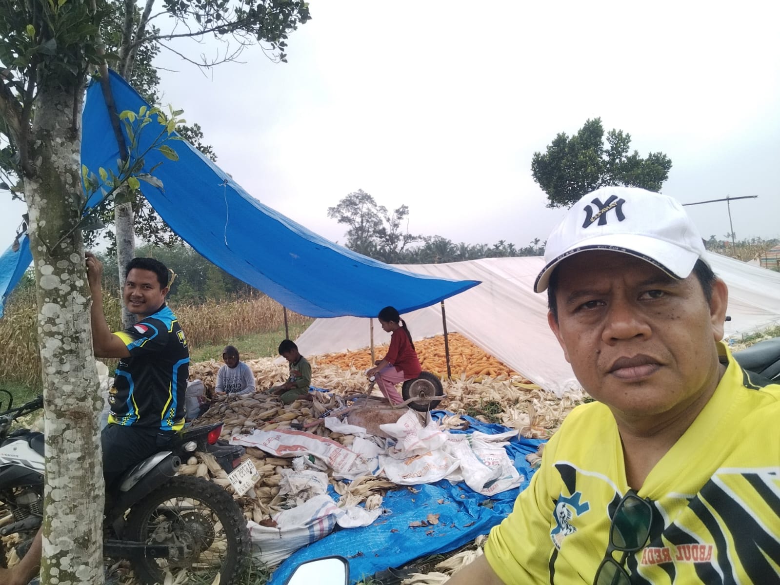 Program Ketapang Budidaya Jagung BUMNag Madani Bersama Petani Lubuk Malako Tahap 3 Mulai Panen